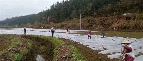 遵道行义•同心抗疫•务川在行动 石朝乡：一手抓疫情防控 一手抓产业发展香榧大漆农业