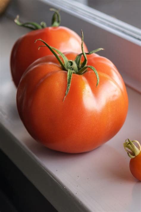 The Best Way To Ripen Tomatoes Get Tomatoes To Ripen Faster