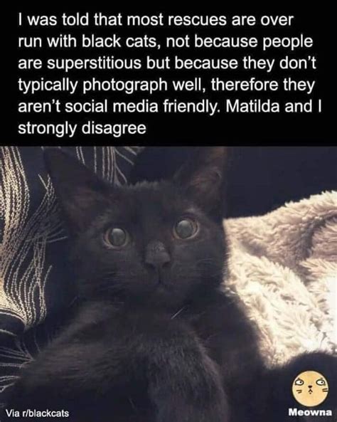 Hilarious Cat Photos That Will Make You Laugh