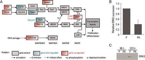 Reduced ERK/MAPK signaling pathway in parthenote blastocysts relative ... 
