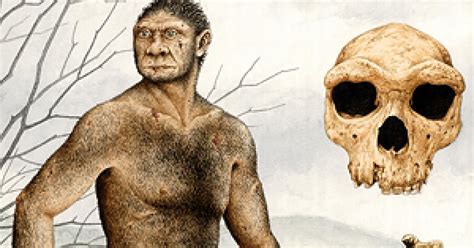 Homo Heidelbergensis Descubre Al Antepasado De Los Neandertales CFN