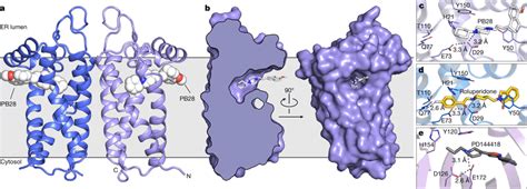 Structure Of The Receptor And Binding Site Ligand Recognition A