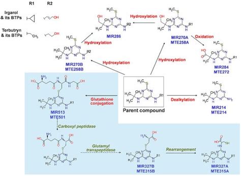 Transformation Pathway In A Model Organism Encyclopedia Mdpi