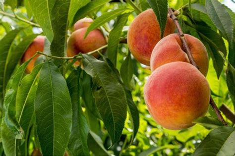 Variedades Laboratorio De Mejoramiento Gen Tico Y Calidad De La Fruta