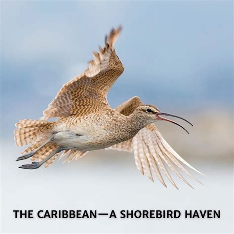 Caribbean Connections How Shorebirds Link The Boreal Forests Of Canada