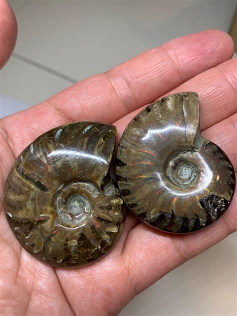 Ammonite Hobbies Toys Stationery Craft Craft Supplies Tools On