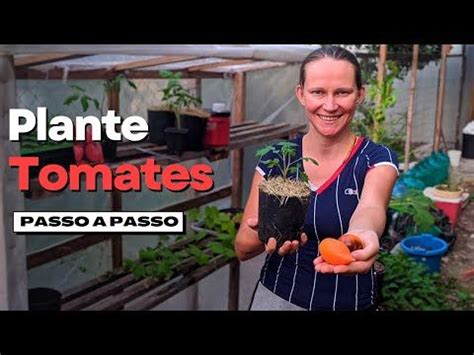 Como Plantar Tomate No Quintal Passo A Passo I Guia Completo Para O