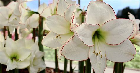 When And How To Repot Amaryllis Bulbs Gardeners Path