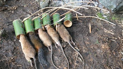 Create Amazing Bamboo Traps To Catch Rats And Squirrel In The Jungle