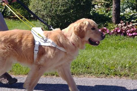 The Path To Becoming A Guide Dog Canadian Guide Dogs For The Blind