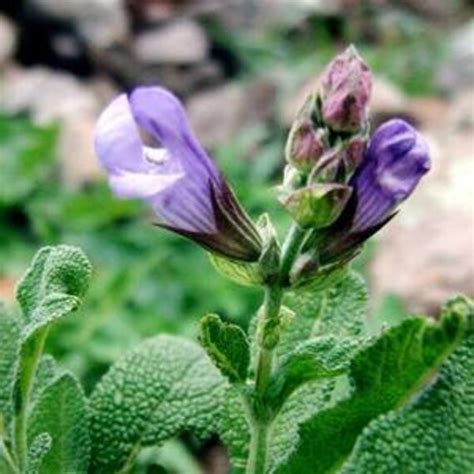 Spanish Sage Organic Essential Oil Salvia Lavandulaefolia Etsy