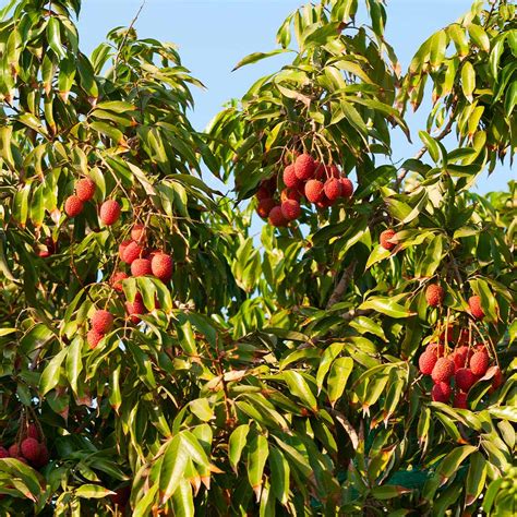 Rare Fruit Trees