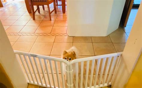 Plastic Indoors Dog Barrier - Puppy Barriers & Tall Canine Barrier ...