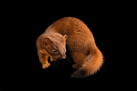 Long Tailed Weasel Mustela Frenata Altifrontalis Joel Sartore