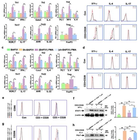 BAP31 Deficiency Inhibits CD4 T Cell Activation A C CD4 T Cells In