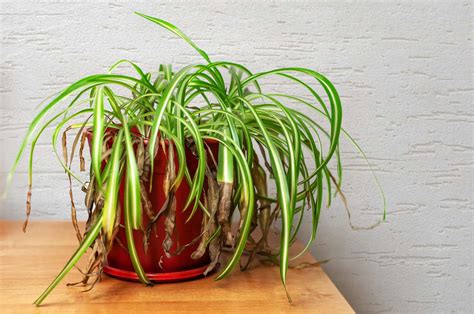 Spider Plant Pale Leaves Causes And Solutions