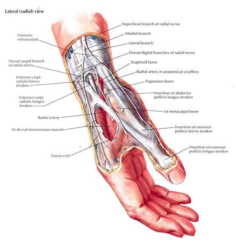 Wrist And Hand Superficial Radial Dissection Sdp