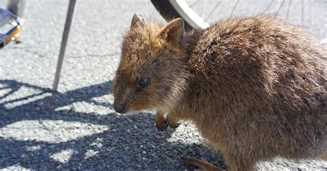 Quokka: Habits, Diet and Other Facts