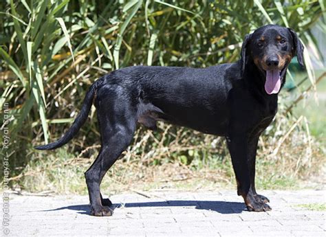 Черногорская горная гончая - Планинская гончая - Югославская горная гончая