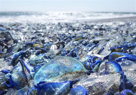 Creature Feature By The Wind Sailors Velella Velella Junior Seadoctors