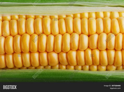 Corn Grains Close- Image & Photo (Free Trial) | Bigstock