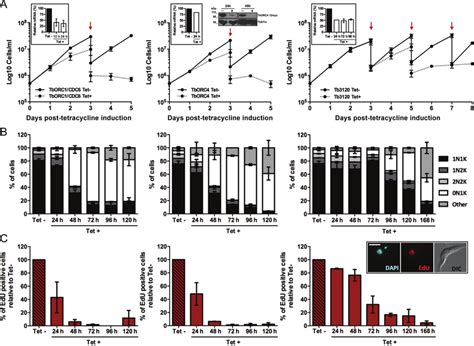 Effect Of Induced RNAi Against TbORC1 CDC6 TbORC4 Or Tb3120 In PCF T