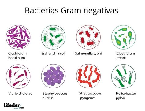 Gram Negativas Características Estructura Ejemplos