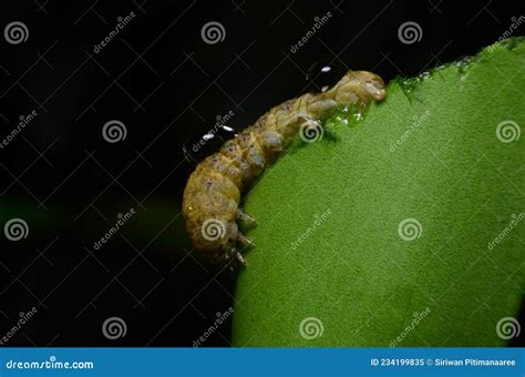 Diamondback Moth Larvae Feeding On Brassica Stock Photo | CartoonDealer.com #137205576