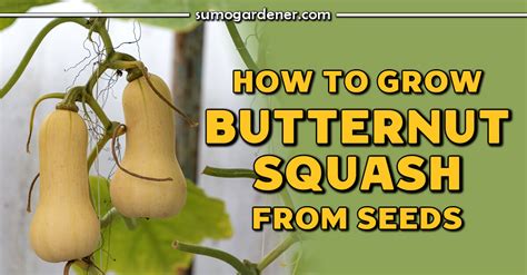 Growing Butternut Squash Everything You Need To Know Sumo Gardener