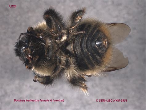 Bombus