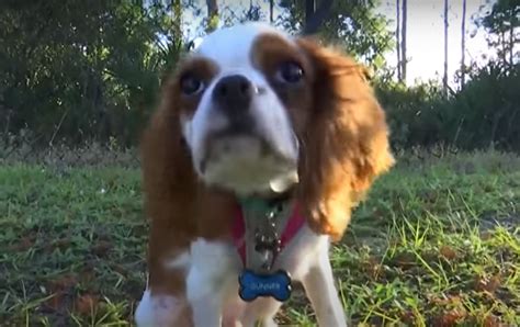 74 Year Old Jumps Into Pond To Wrestle Puppy From Alligators Jaws