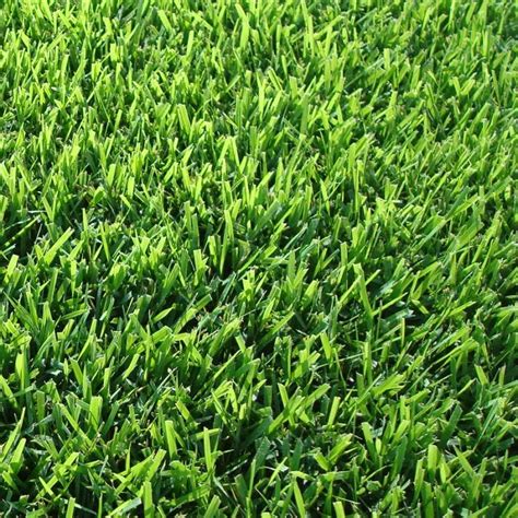 Performance Of Tall Fescue Turfgrass Cultivars In California Lawn Nation