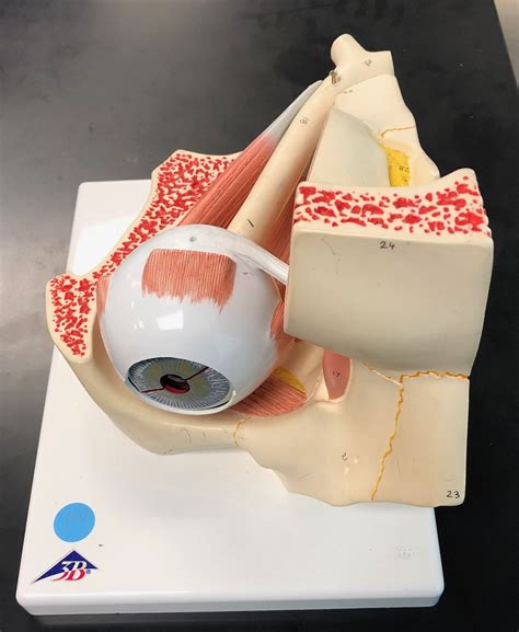 Eye In Orbit Model Diagram Quizlet