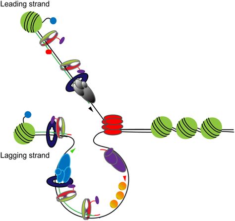 Model For MutS Mismatch Recognition During Replication The Model