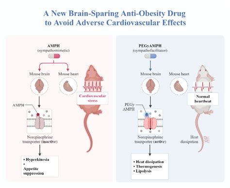 A New Brain-Sparing Anti-Obesity Drug to Avoid Adverse Cardiovascular ...