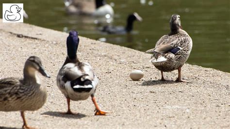 When Do Ducks Start Laying Eggs A Beginners Guide