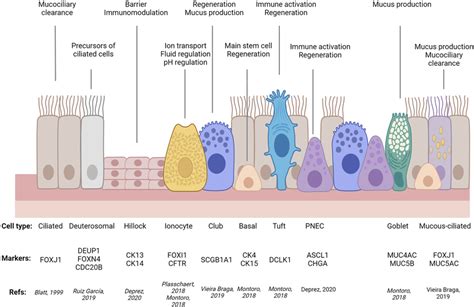 Simplified Diagram Of Airway Epithelial Cell Types Their Molecular