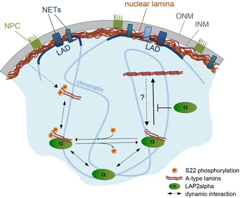 Model Of LAP2a Dependent Regulation Of A Type Lamins In The