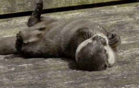 Cute of the Day: Sea Otter Playing with Rock - The World of Nardio