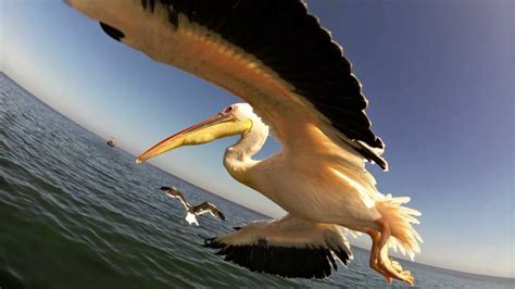 Pelican In Flight Photographer Francois Du Toit