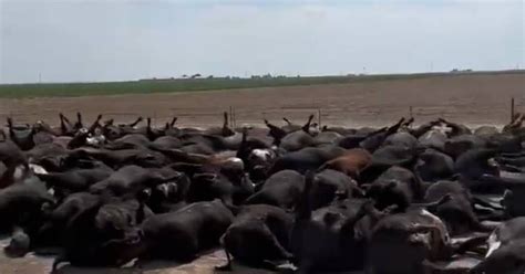 Cabezas De Res Fueron Halladas Muertas En Kansas Vision Times