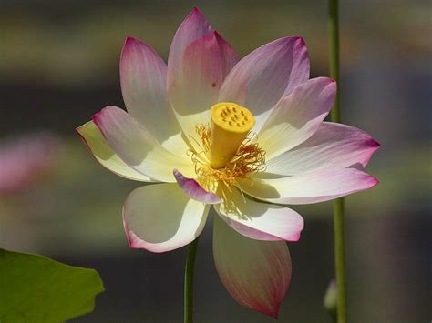 Download free photo of Lotus blossom,flower,nature,flora,beautiful - from needpix.com