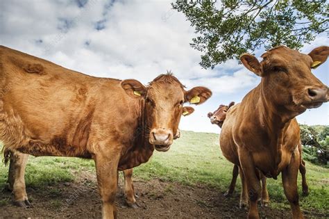 South Devon Cattle - Stock Image - C017/7321 - Science Photo Library