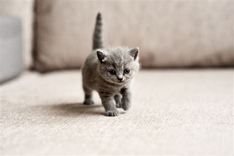 Katze Ist Schwanger Von Der Deckung Bis Zur Aufzucht Der Kitten