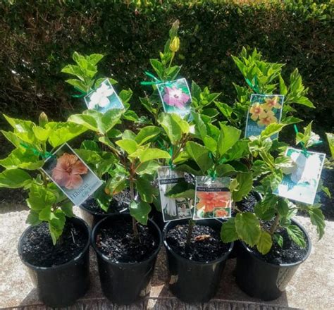 Hibiscus Island Empress In 150mm Advanced Pot Trigg Plants