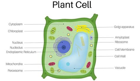 Which Organelle Is Only Found In Plant Cells Plant Ideas