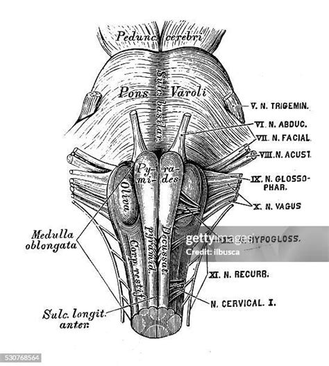 Meninges Drawing Photos And Premium High Res Pictures Getty Images