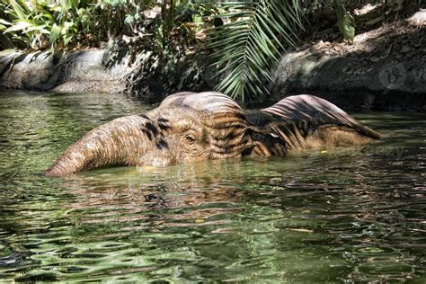 elephant in water 20384622 Stock Photo at Vecteezy