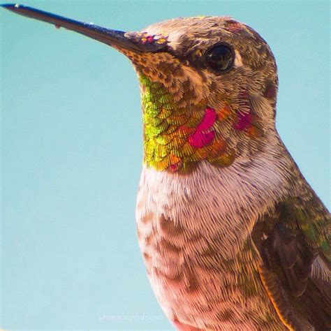 We Have The Cutest Immature Male Annas Hummingbirds In The Backyard