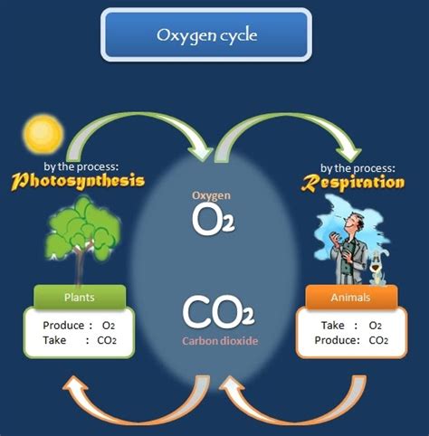 Educative diagrams: Oxygen Cycle Diagram